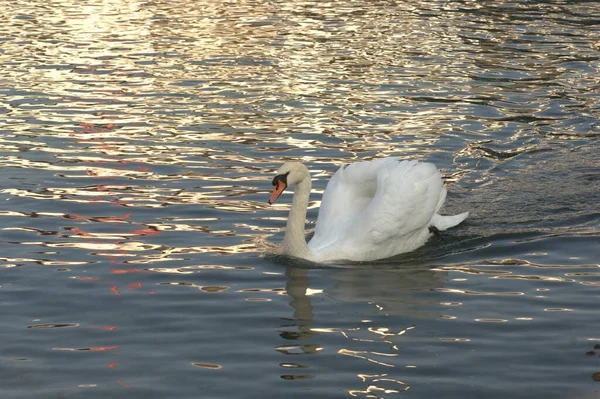 Swan Water — Stock Photo, Image