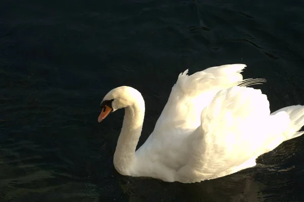 Cygnes Dans Eau — Photo