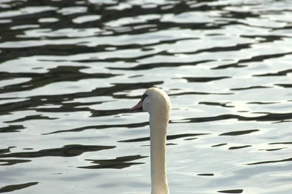 Swans Water — Stock Photo, Image