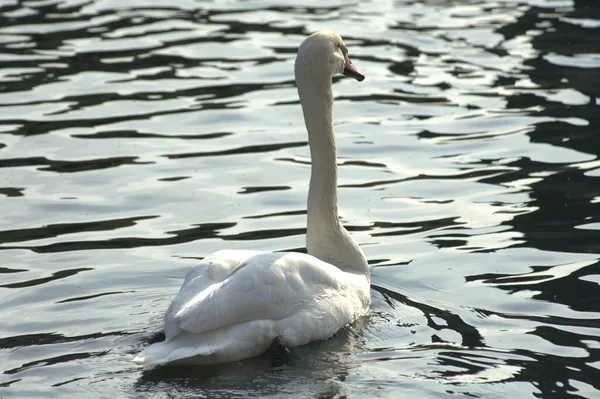 Swans Water — Stock Photo, Image