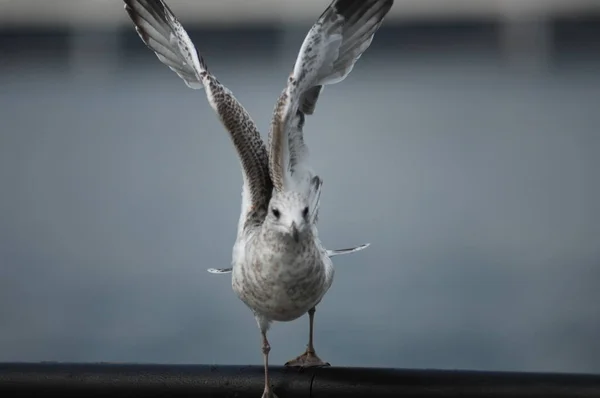 白い鳩のクローズアップ — ストック写真