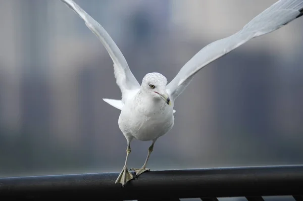 비둘기의 — 스톡 사진