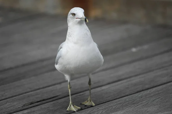 Gros Plan Pigeon Blanc — Photo