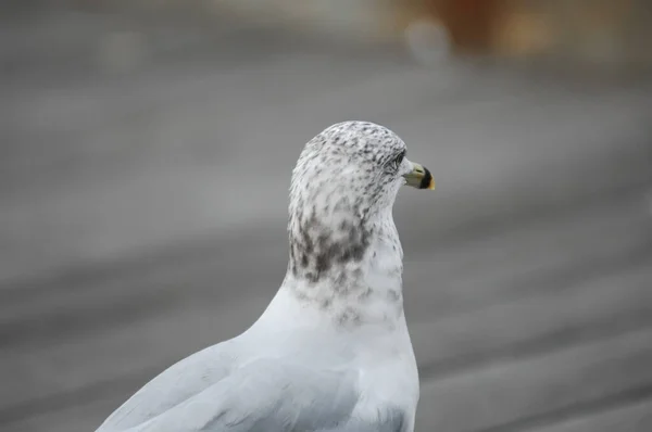 White Seagull California Pacific — Stock fotografie