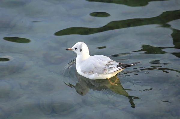 White Seagull California Pacific — Stock Photo, Image