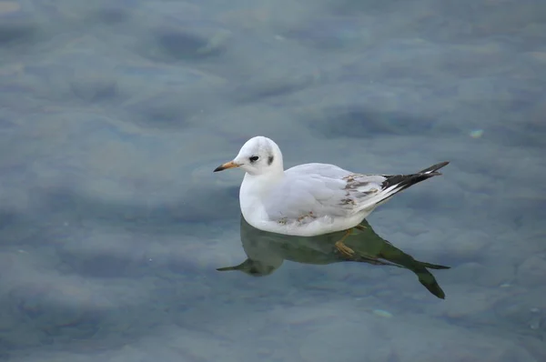 White Seagull California Pacific – stockfoto