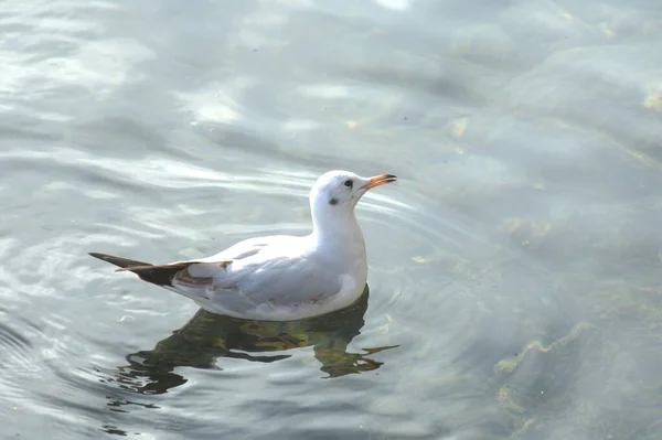 White Seagull California Pacific — Stock Photo, Image
