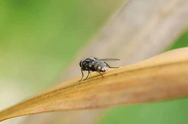Böcek Uçan Makro Çekim — Stok fotoğraf