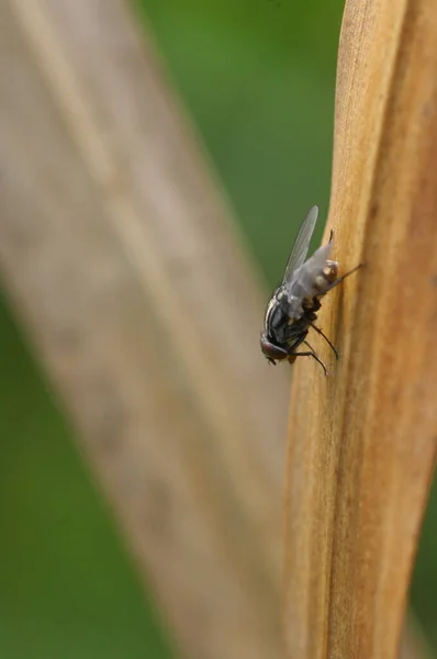 Insect Fly Strzał Makro — Zdjęcie stockowe