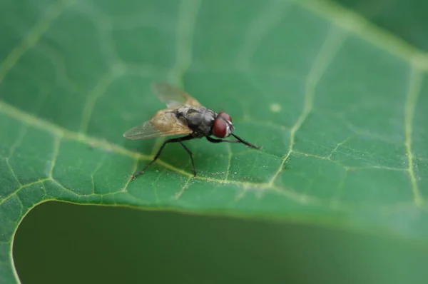 Makro Hmyzu Fly — Stock fotografie
