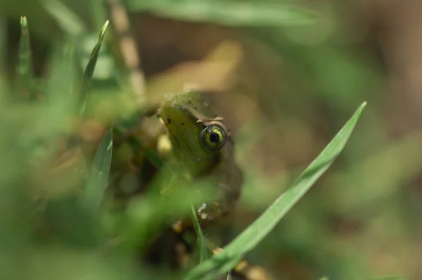 Frosch Auf Dem Gras — Stockfoto