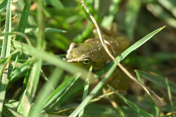 Frosch Auf Dem Gras — Stockfoto
