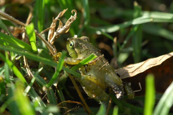 Лягушка Траве — стоковое фото