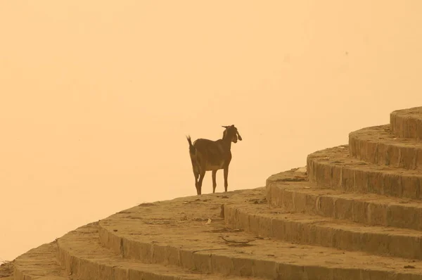 Primer Plano Una Cabra India — Foto de Stock