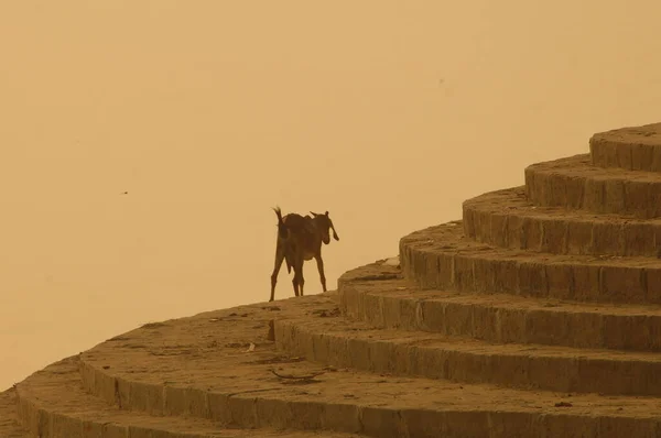 Κοντινό Πλάνο Μιας Κατσίκας Ινδίας — Φωτογραφία Αρχείου