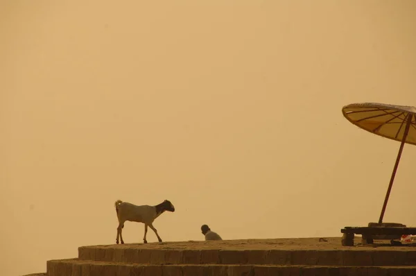Zbliżenie Kozy Indiach — Zdjęcie stockowe