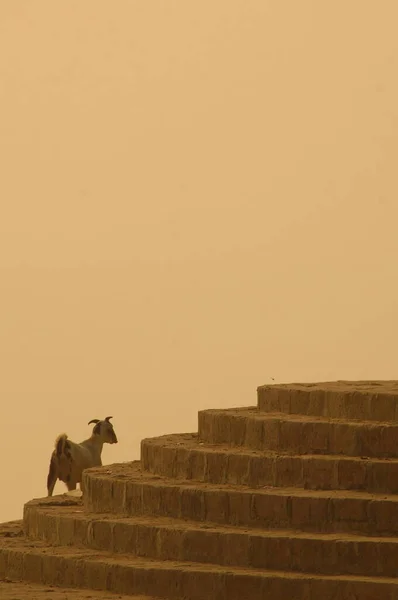 Bir Keçi Hindistanına Yakın Çekim — Stok fotoğraf