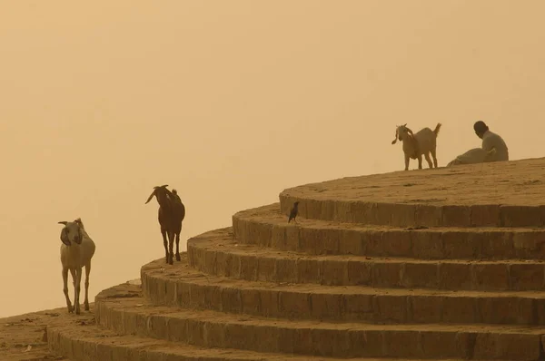 Gros Plan Une Chèvre Inde — Photo