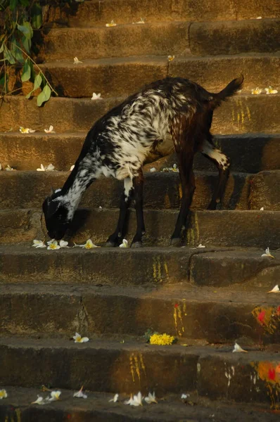 Fechamento Uma Cabra Índia — Fotografia de Stock
