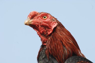 Kırsal Evdeki Tavuklar