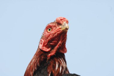 Kırsal Evdeki Tavuklar