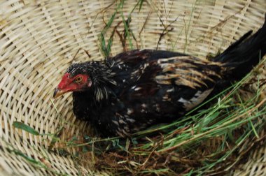 Hindistan 'ın kırsal kesimindeki tavuk.