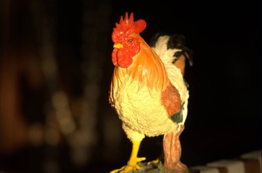 Hindistan 'ın kırsal kesimindeki tavuk.