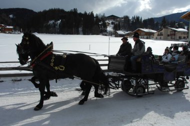 Turist At Koçu Bern İsviçre 15 Kasım 2022