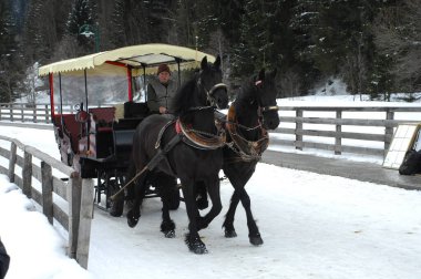 Turist At Koçu Bern İsviçre 15 Kasım 2022