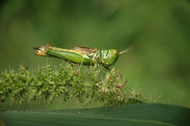 Çekirge bitki üzerinde