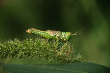 Çekirge bitki üzerinde