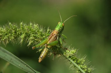 Çekirge bitki üzerinde