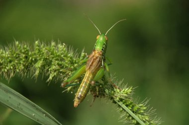 Çekirge bitki üzerinde
