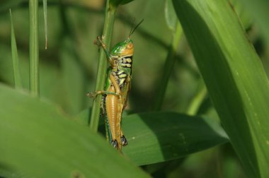 Çekirge bitki üzerinde