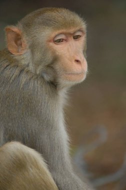 Hint Maymunu 'nun Yakın Çekimi