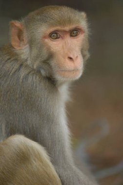 Hint Maymunu 'nun Yakın Çekimi