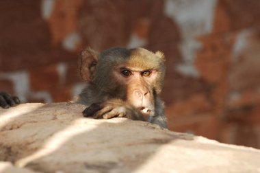 Hint Maymunu 'nun Yakın Çekimi