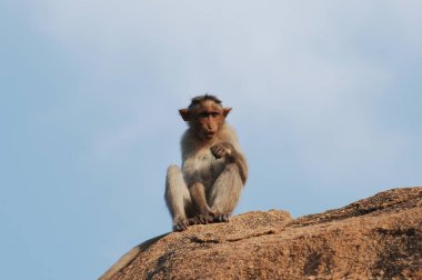 Taşın üstündeki maymun