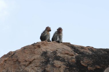 Taşın üstündeki maymun