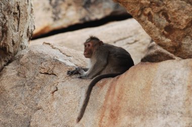 Taşın üstündeki maymun