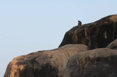 Taşın üstündeki maymun