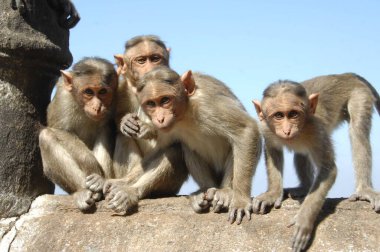 Hint Maymunu 'nun Yakın Çekimi