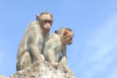Hint Maymunu 'nun Yakın Çekimi