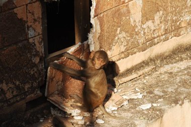 Hint Maymunu 'nun Yakın Çekimi