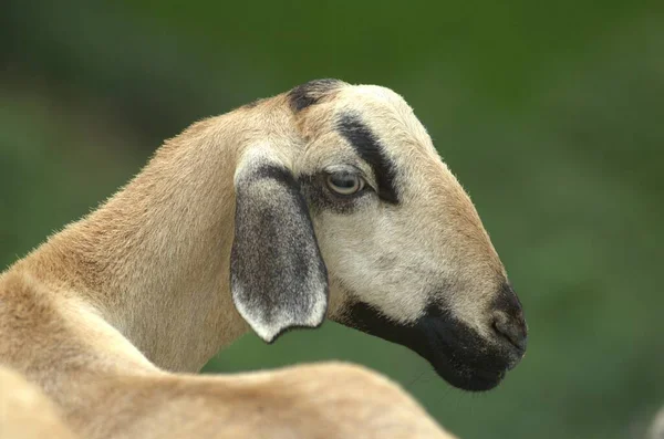 Goats Fields Kerala India — Stock Photo, Image