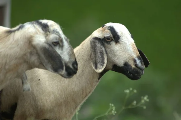 Chèvres Dans Les Villages Ruraux — Photo