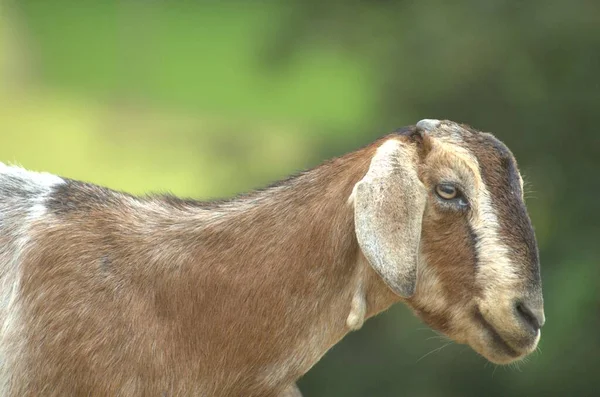 農村部のヤギ — ストック写真