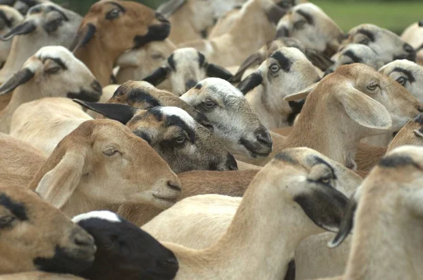 Chèvres Dans Les Champs Kerala Inde — Photo