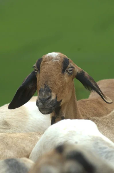 Goats Fields Kerala — Stock Photo, Image
