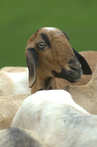 Closeup Goat India — Stock Photo, Image